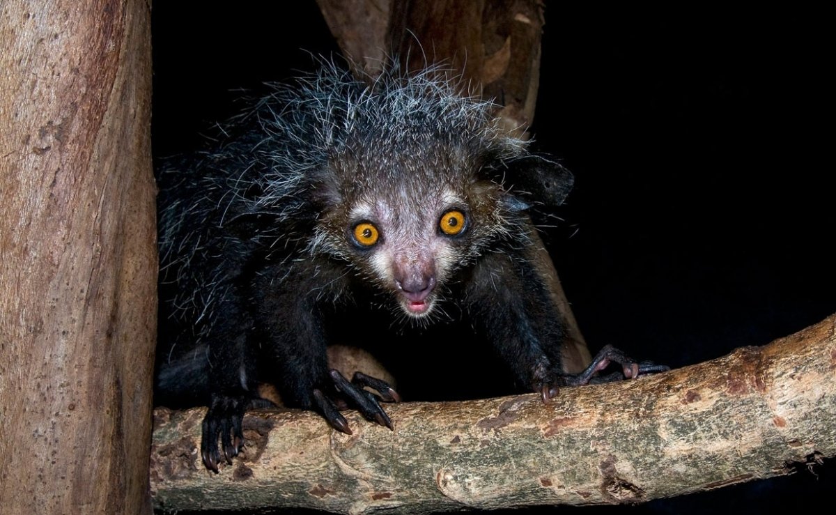 Руконожка Мадагаскарская лысая