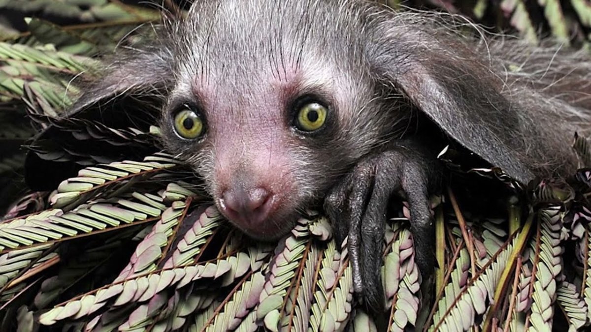 Мадагаскарская сороконожка