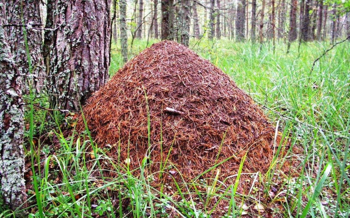 Муравейники в Ленинградской области
