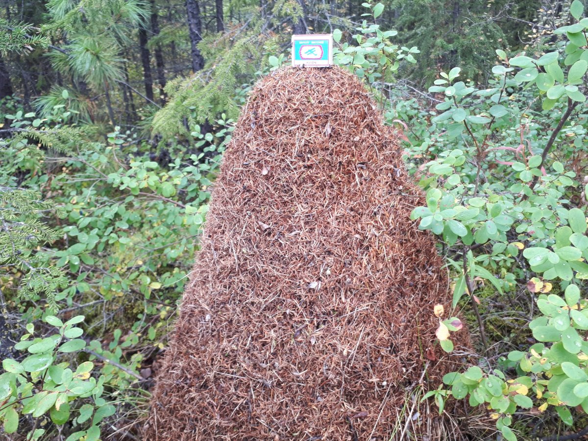 Муравей для детей