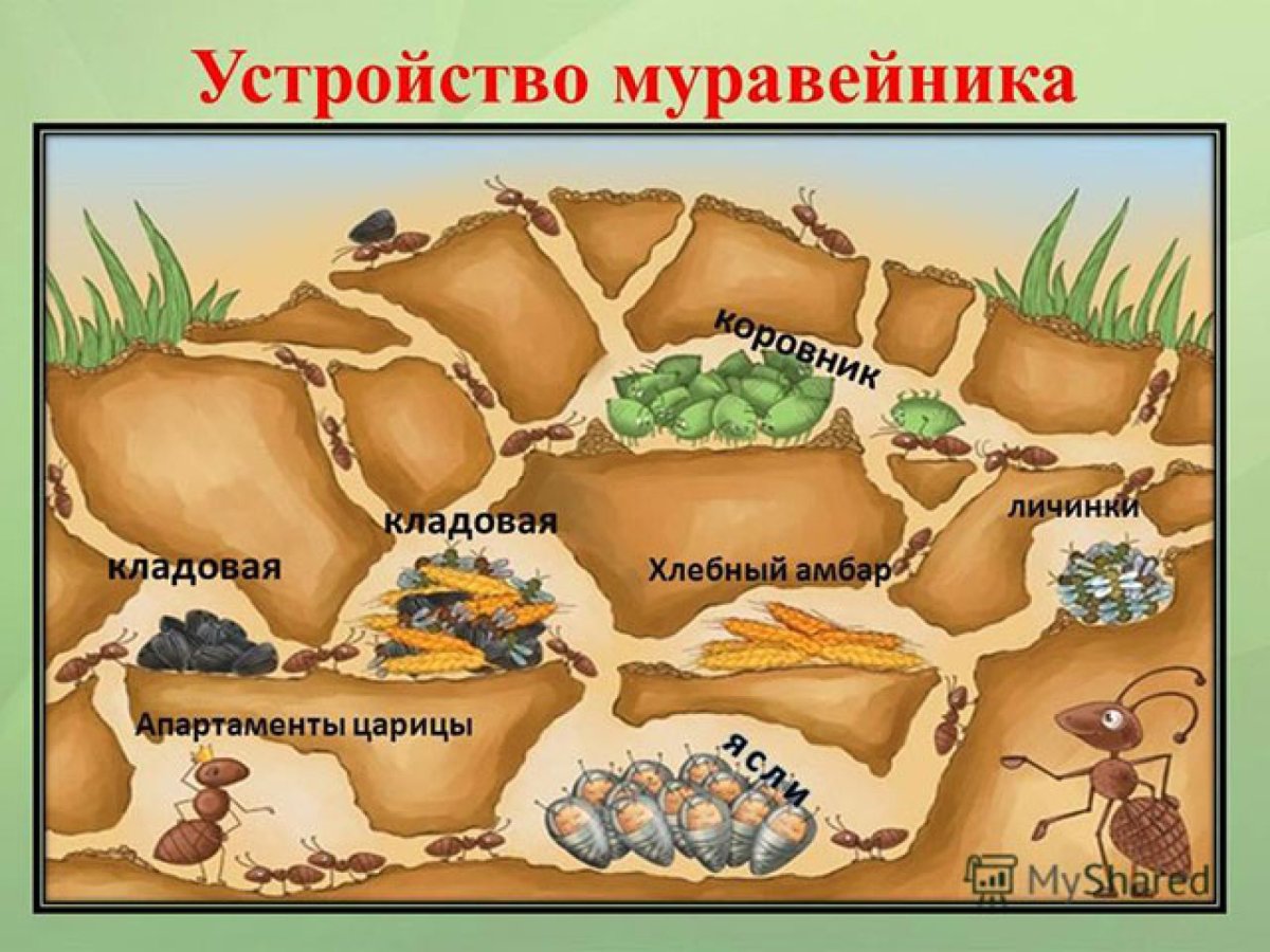 Лабиринт Муравейник