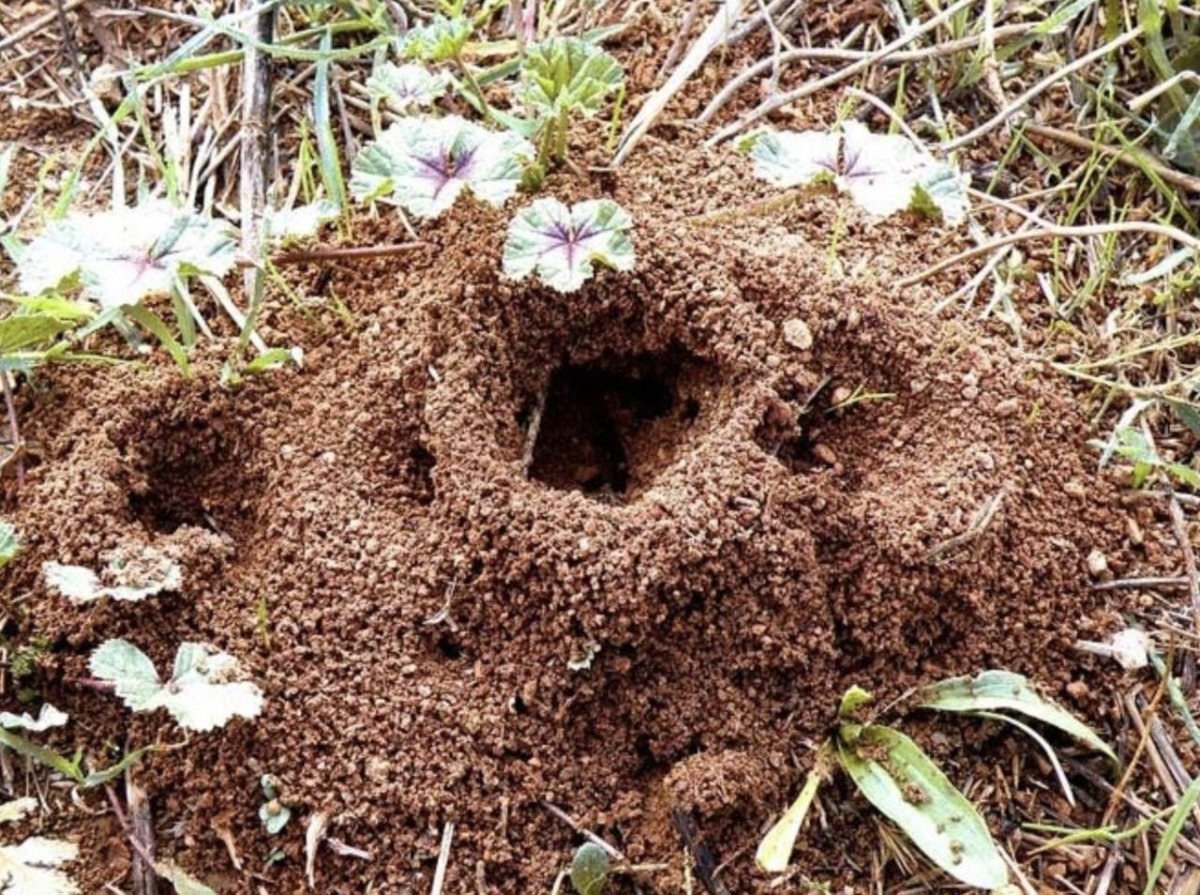 Жук ломехуза