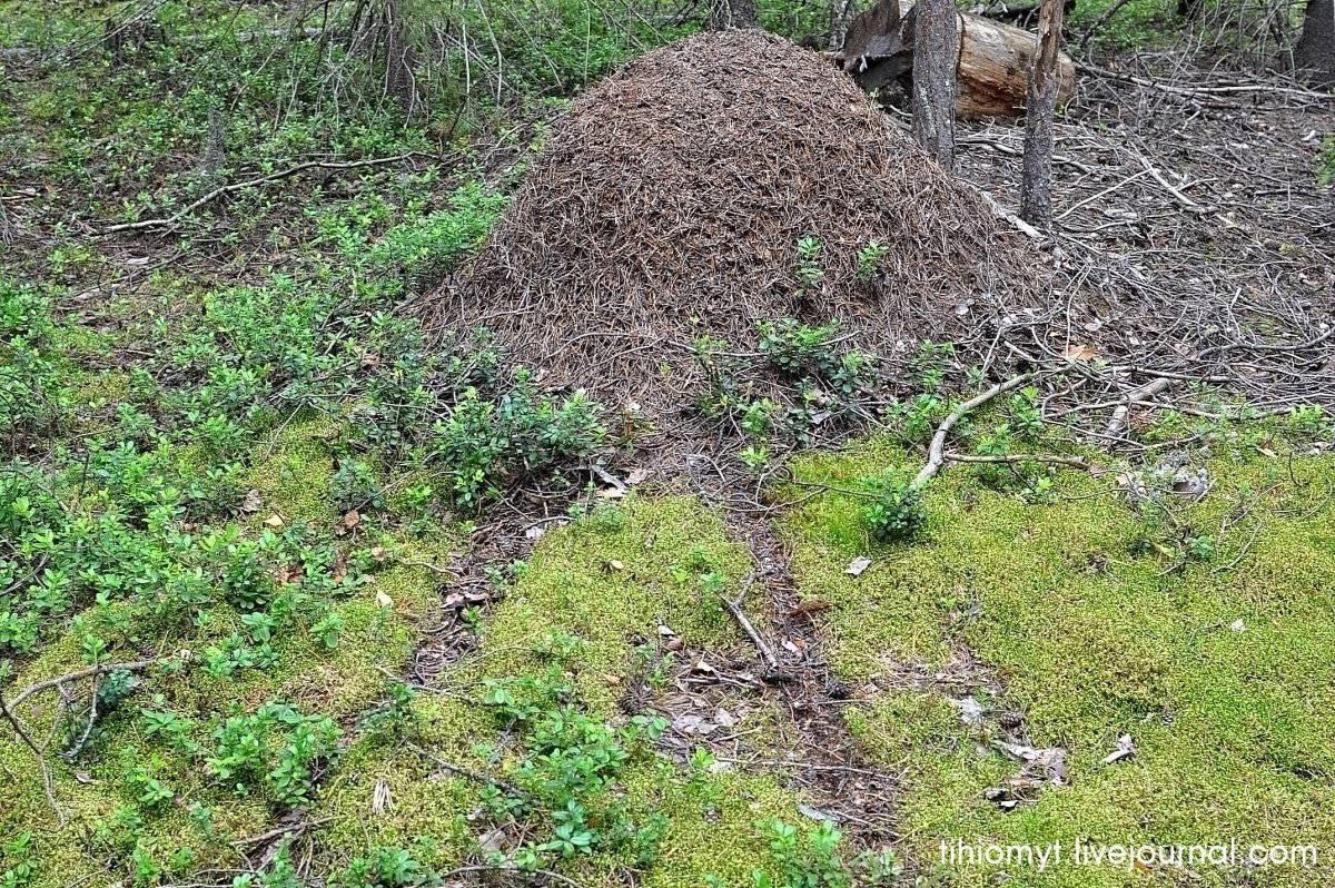 Тропа муравьёв