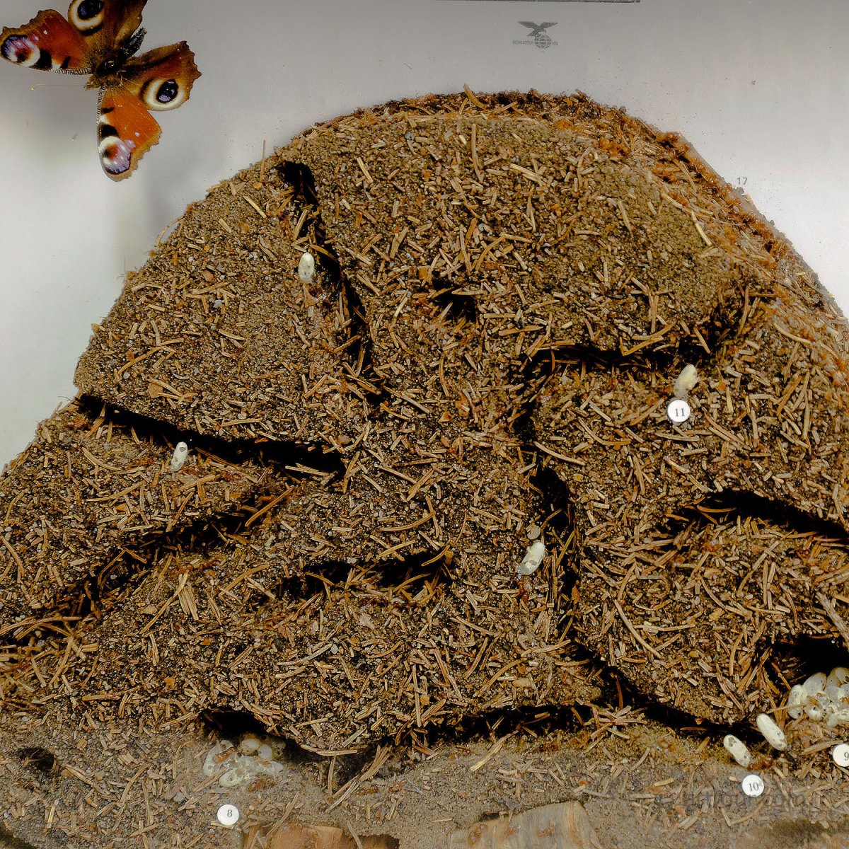 Зимовка муравьев