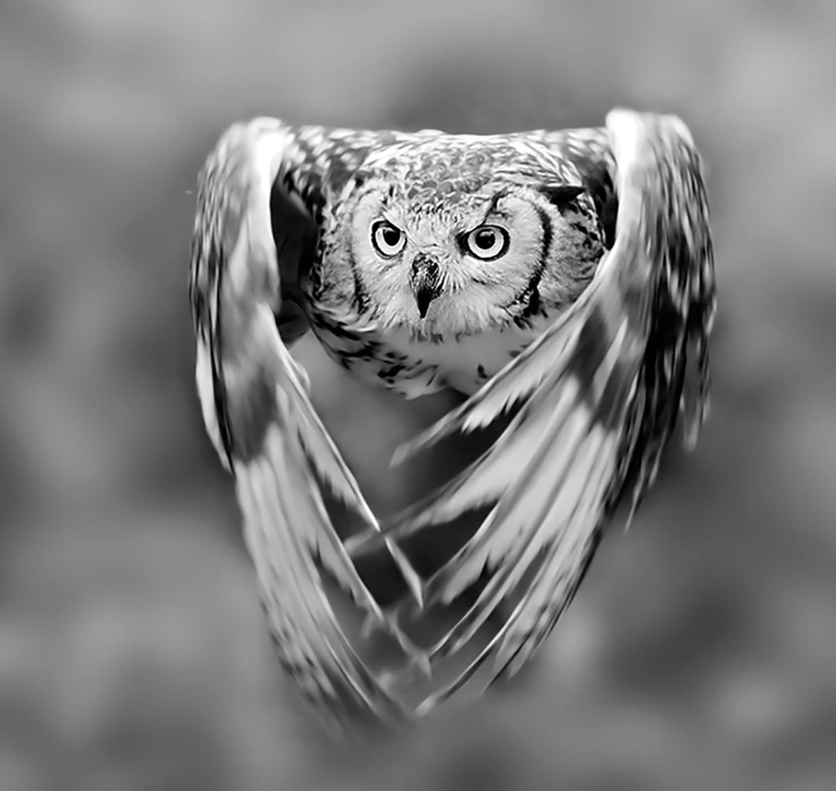 Сова черно белая