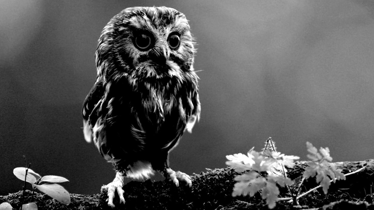 Сова картинка