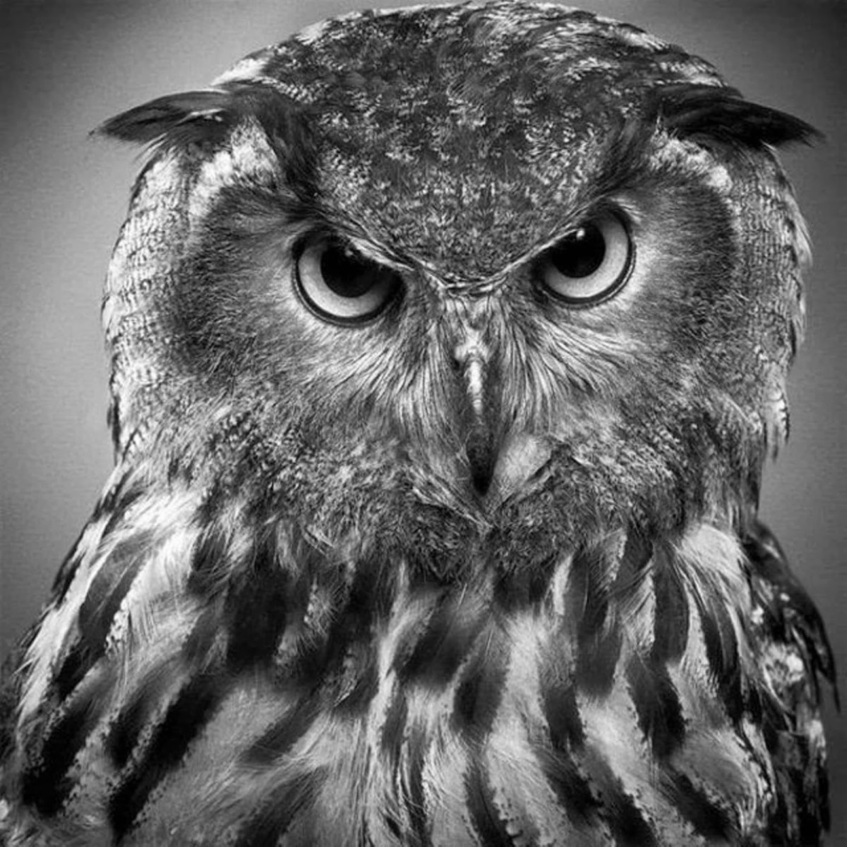 Чёрная Сова