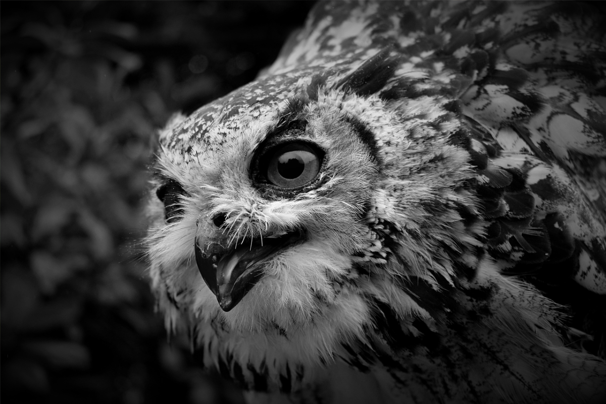 Сова картинка