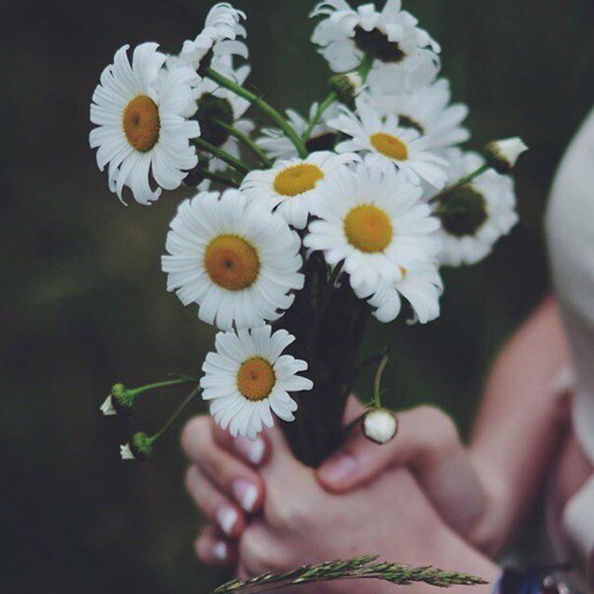 Букет ромашек в руках