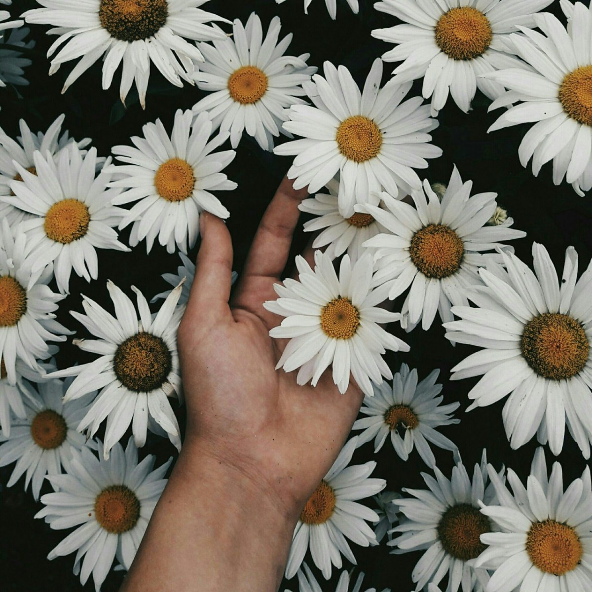 Эстетика ромашки в руках