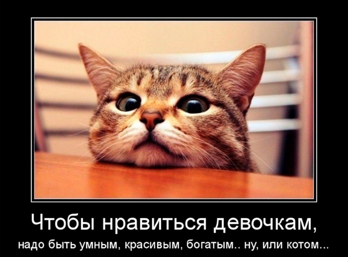 Кот демотиватор