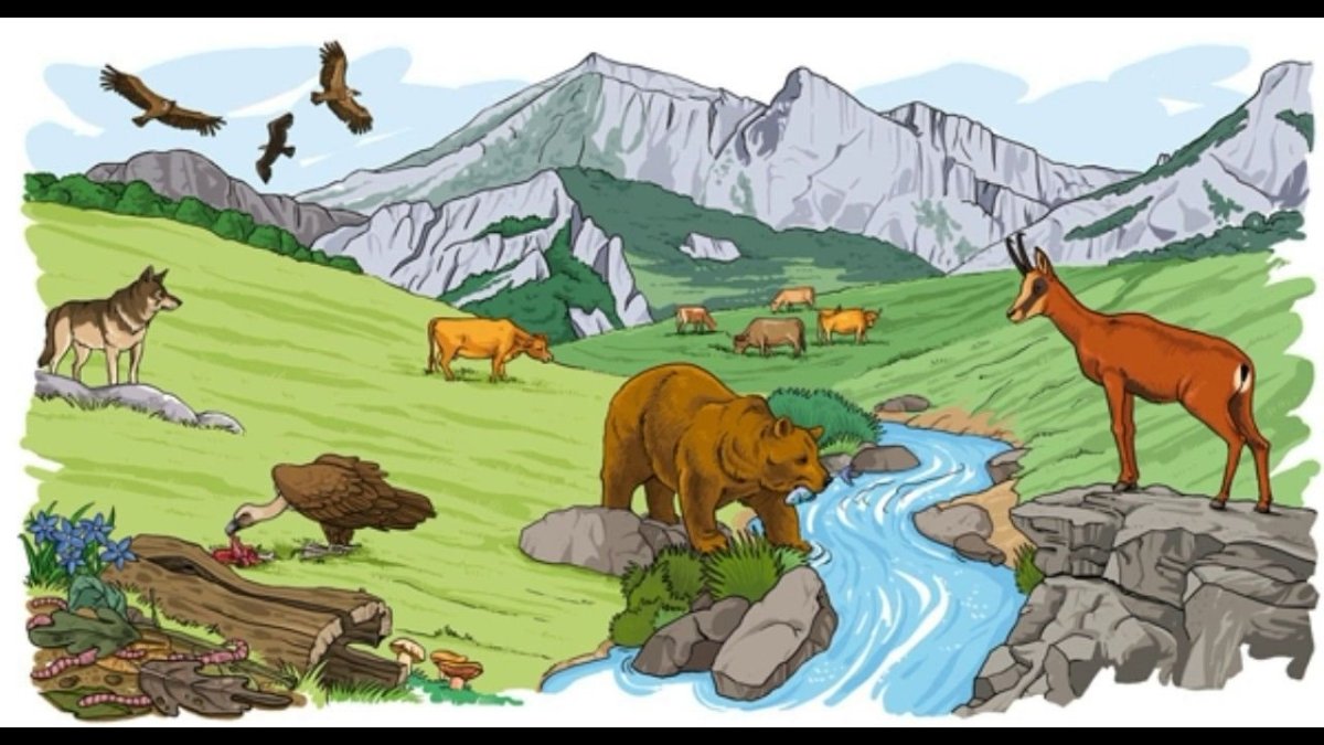 Рисунок Биосфера Живая оболочка земли