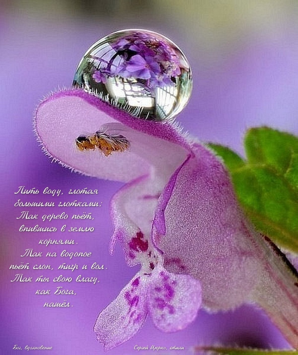 Нежные необычные цветы