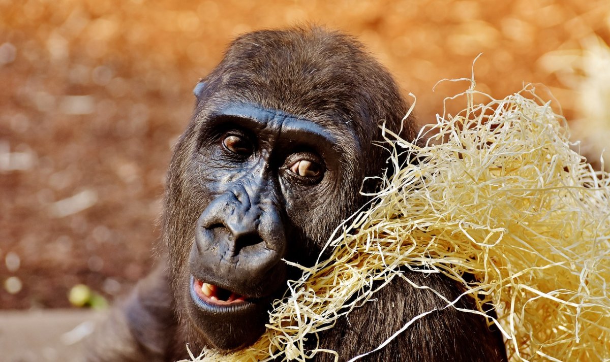 Смешные обезьяны