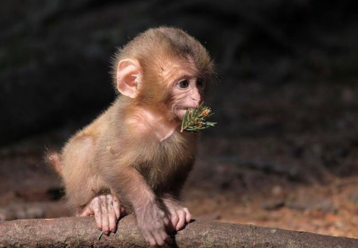 Шимпанзе Малютка