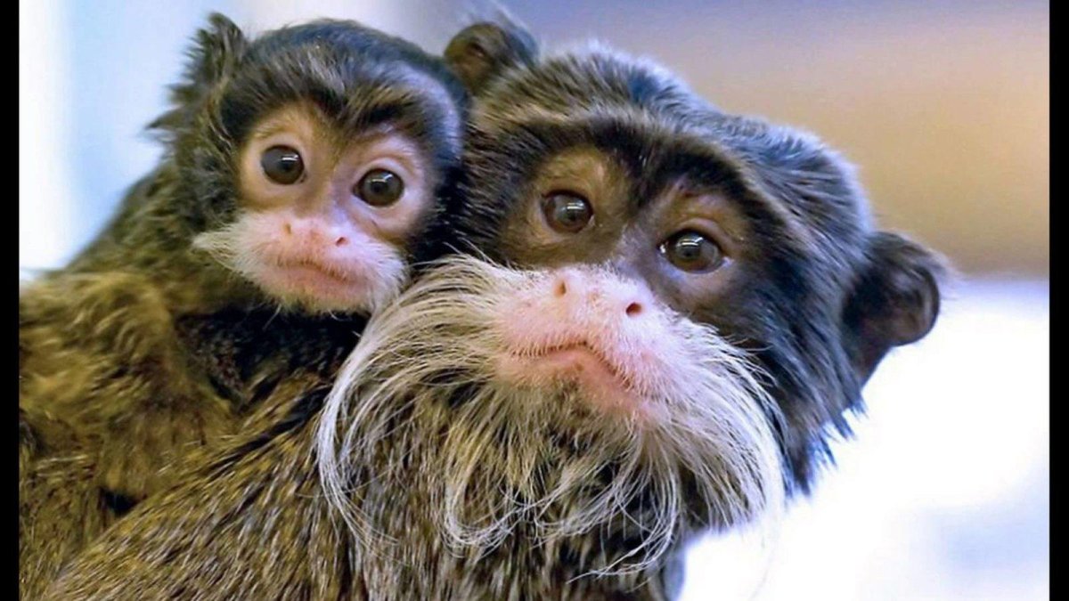 Самые смешные обезьяны