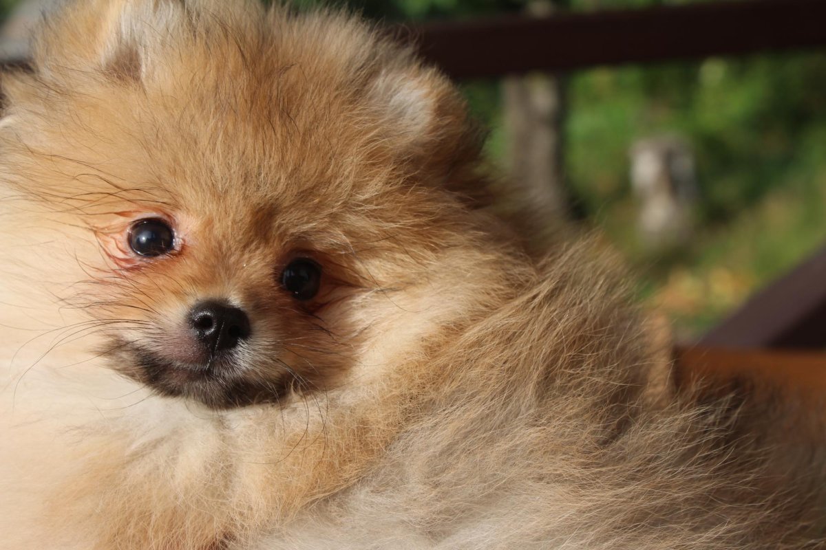 Померанский шпиц золотой