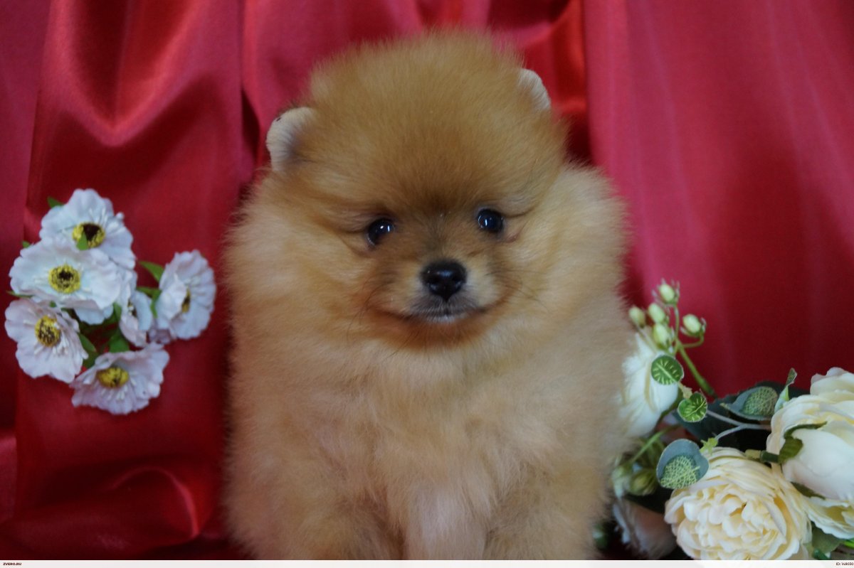 Клички для шпица мальчика померанского