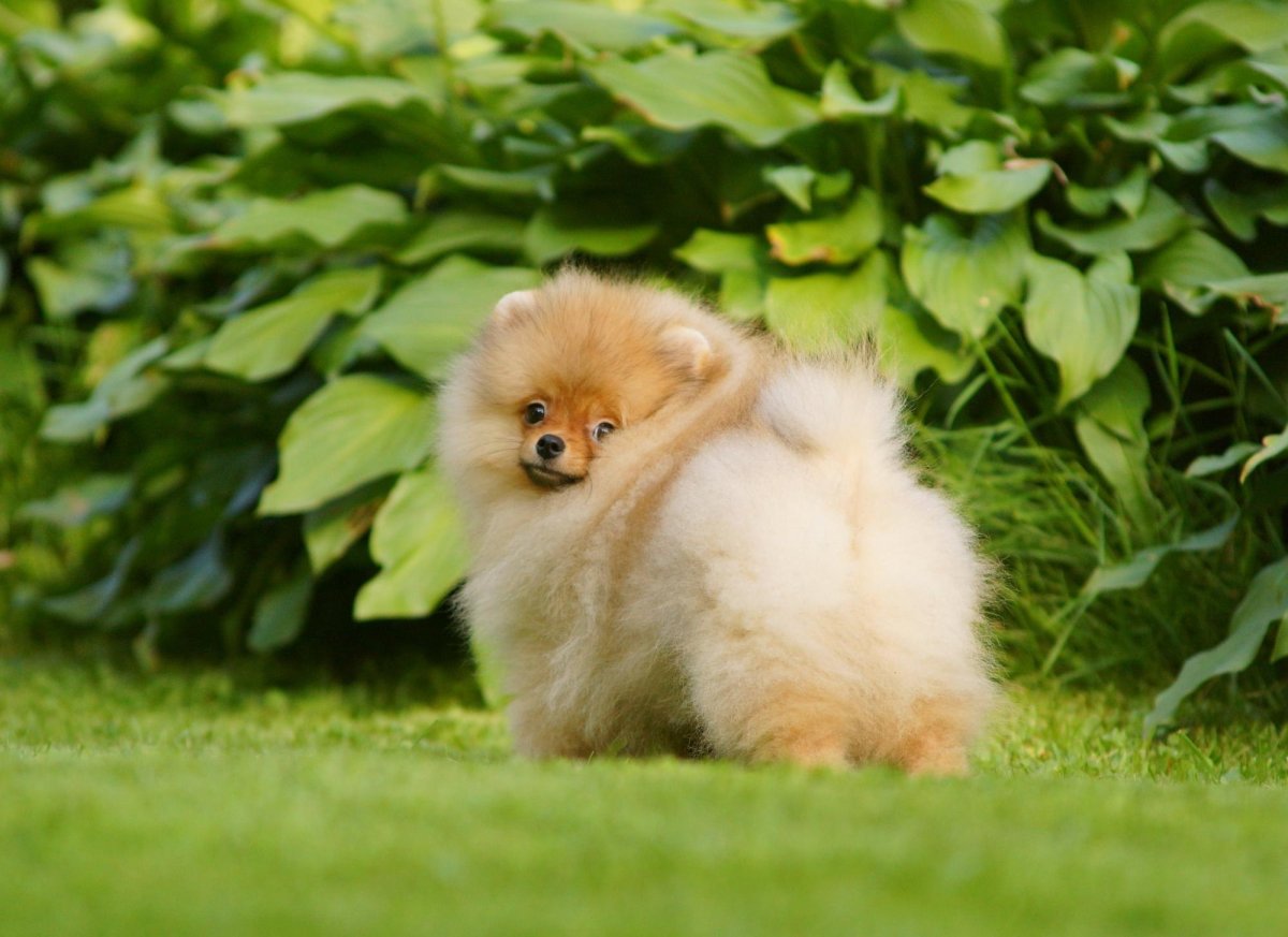 Милые животные пастель