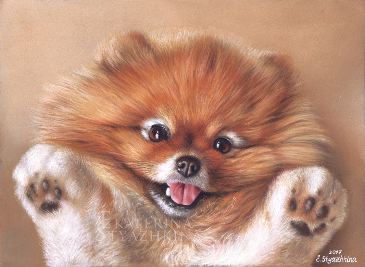 Померанский шпиц Джифф