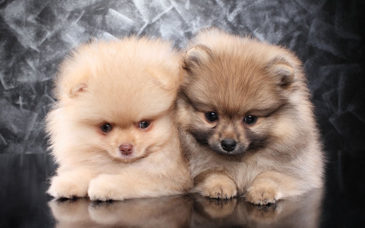 Шпиц терьер померанский