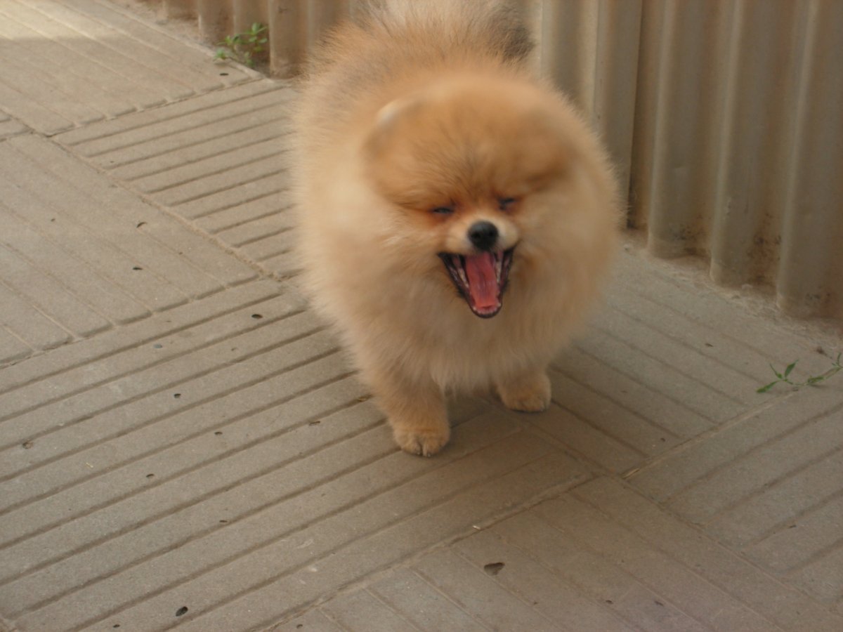 Пушистые малыши