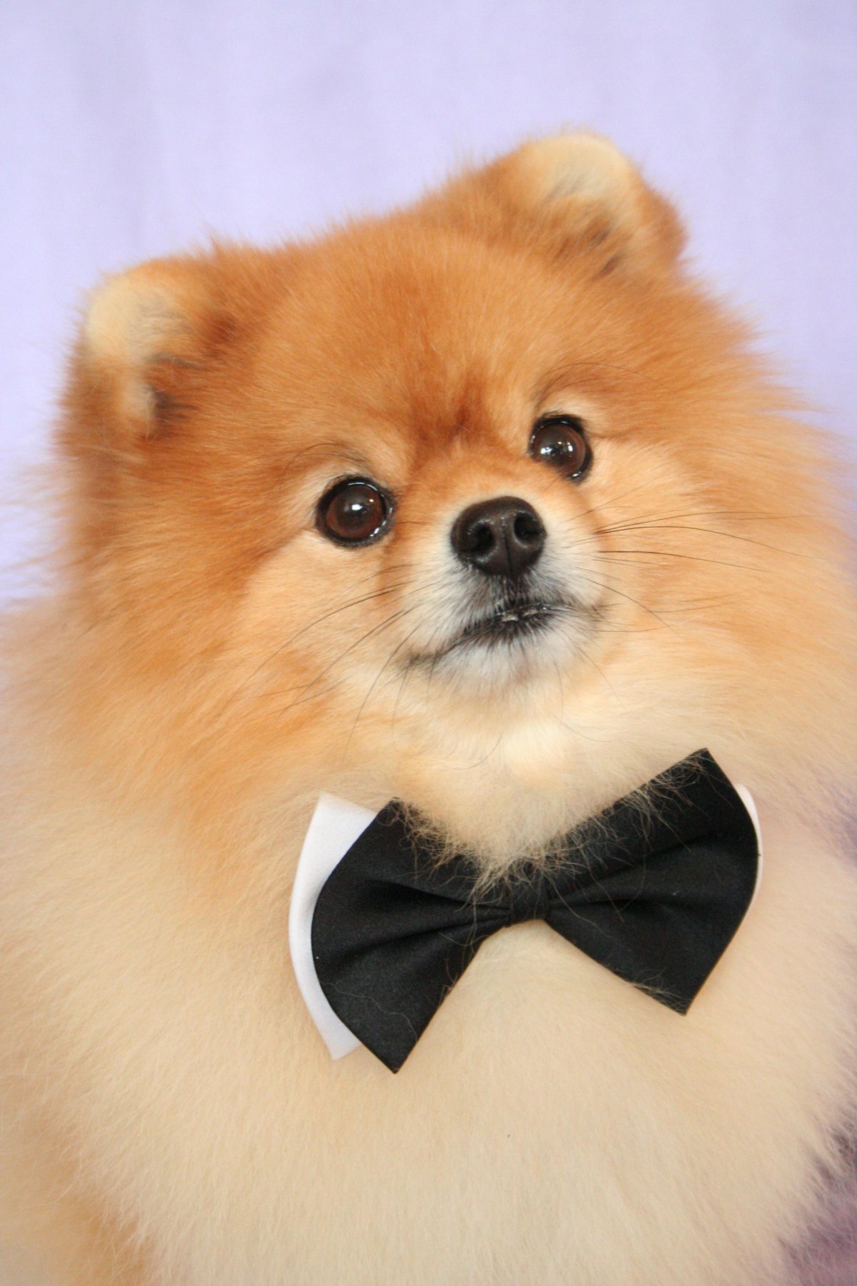 Померанский шпиц короткошерстный