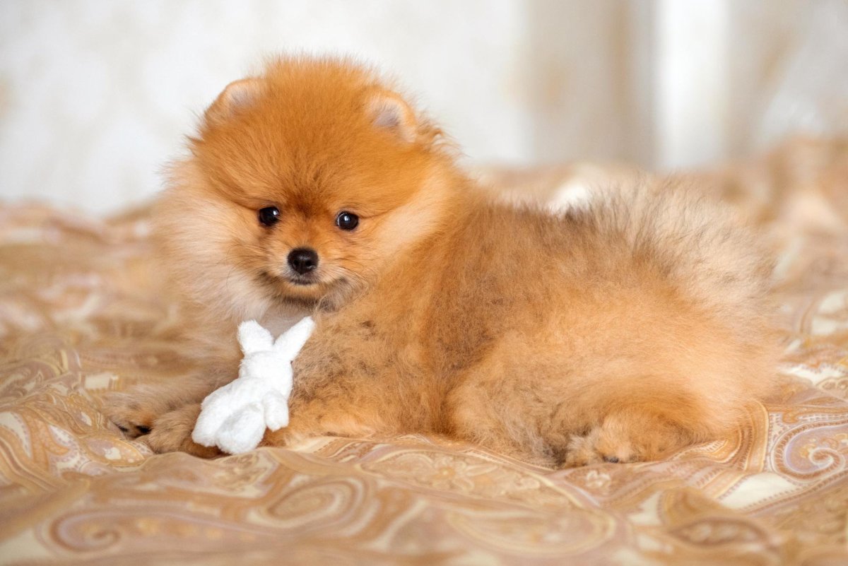 Померанский Пуппи