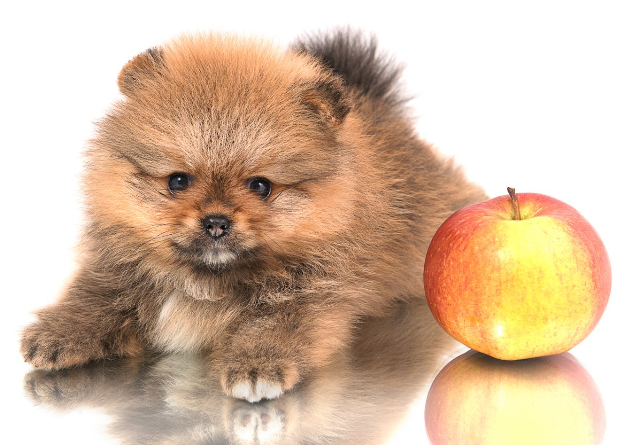 Шпиц немецкий и померанский отличия