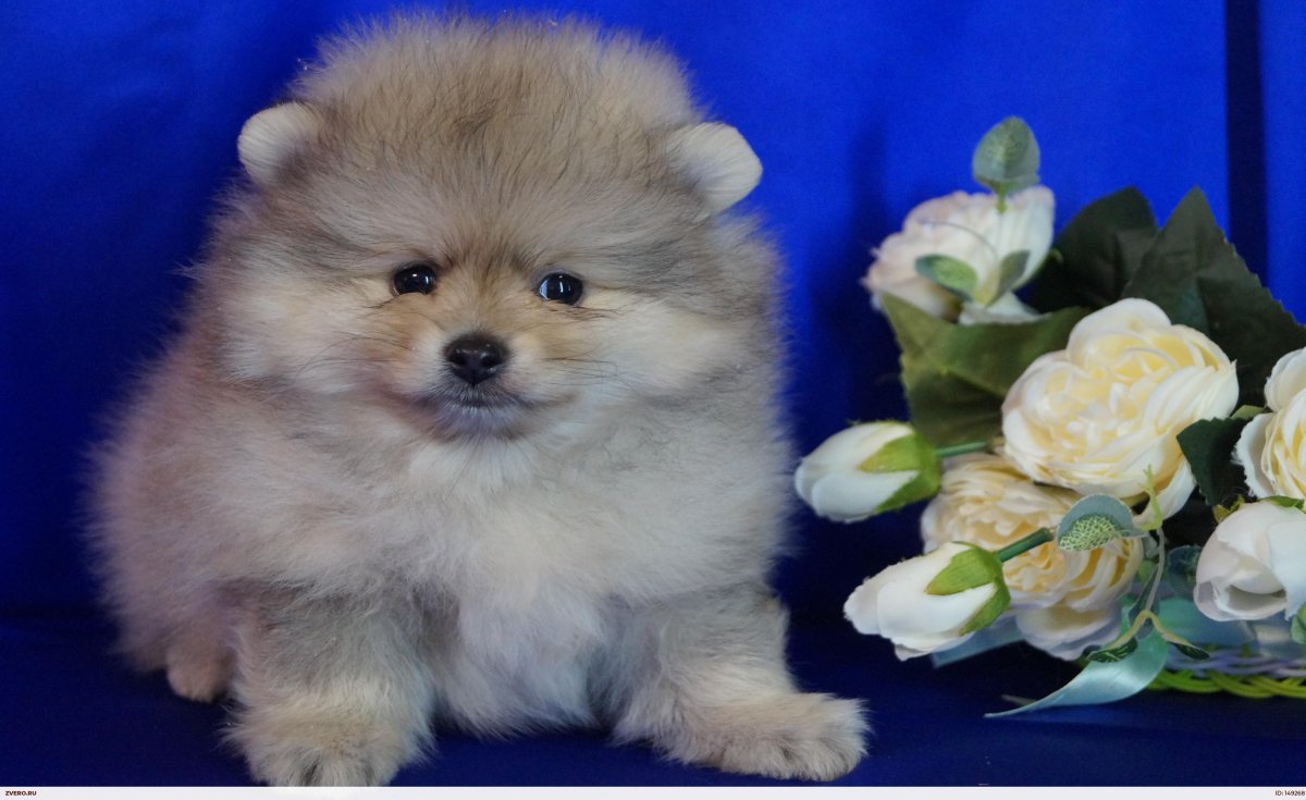 Померанский шпиц и овчарка