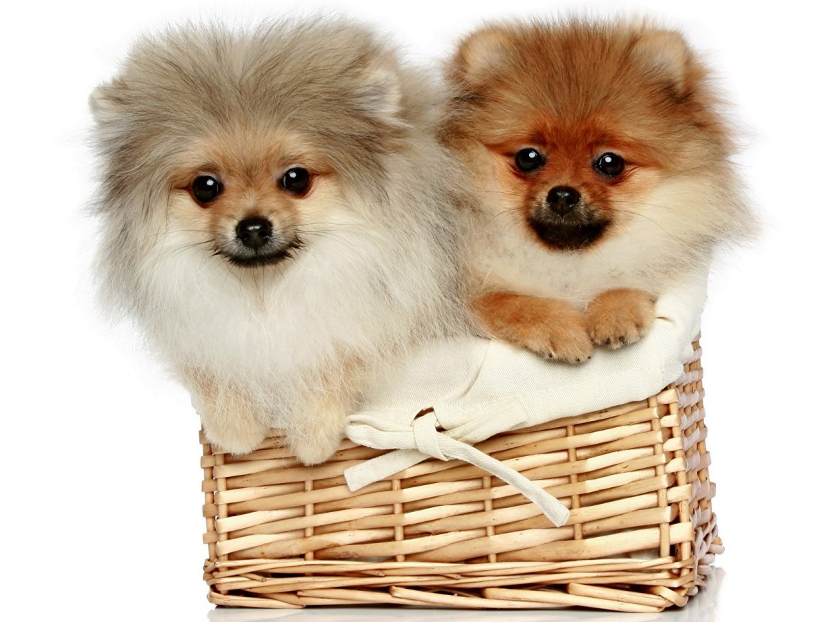 Померанский шпиц Jiff