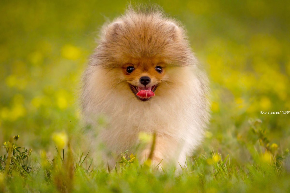 Померанский шпиц золотистый
