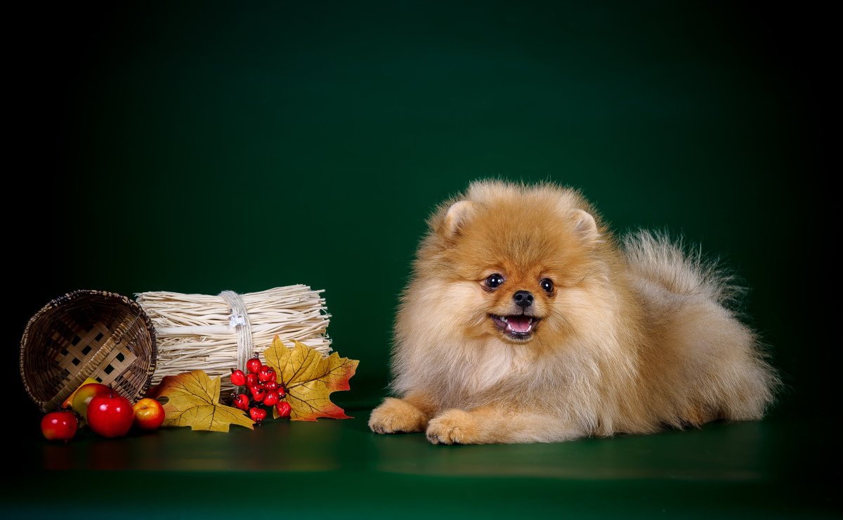 Померанский шпиц Браун