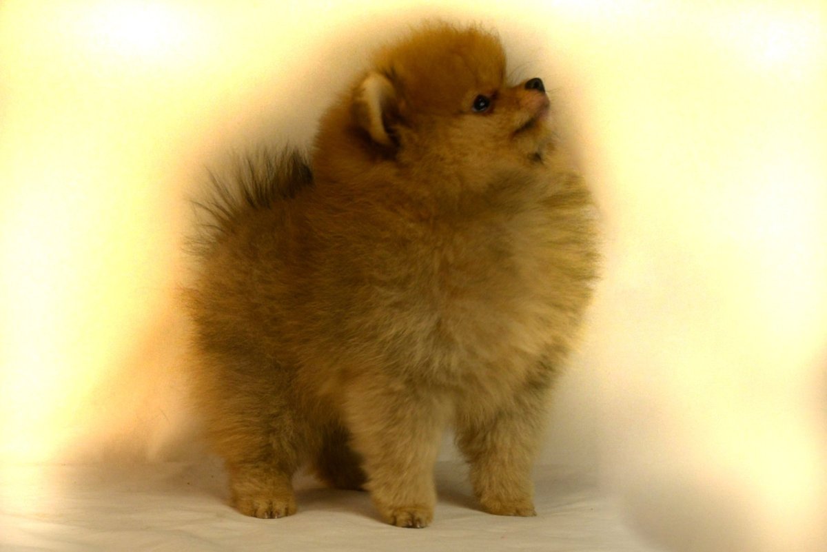 Щенки шпица