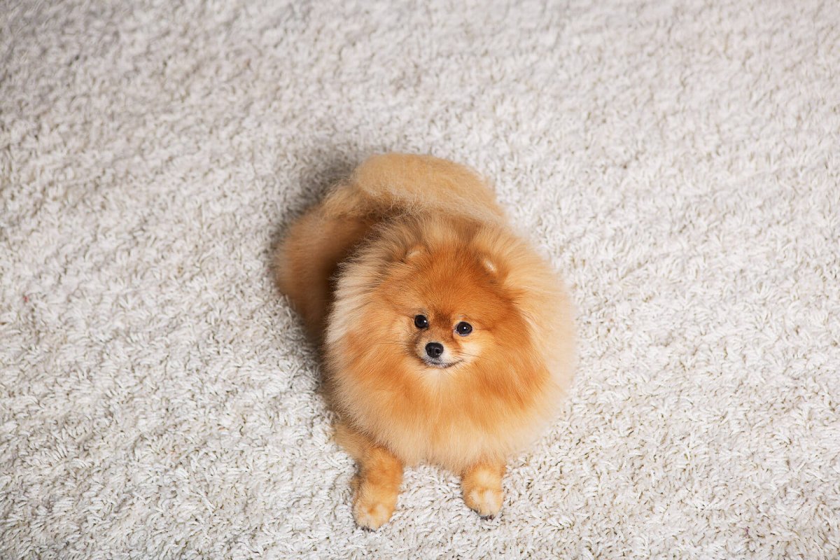 Померанский шпиц Пуппи