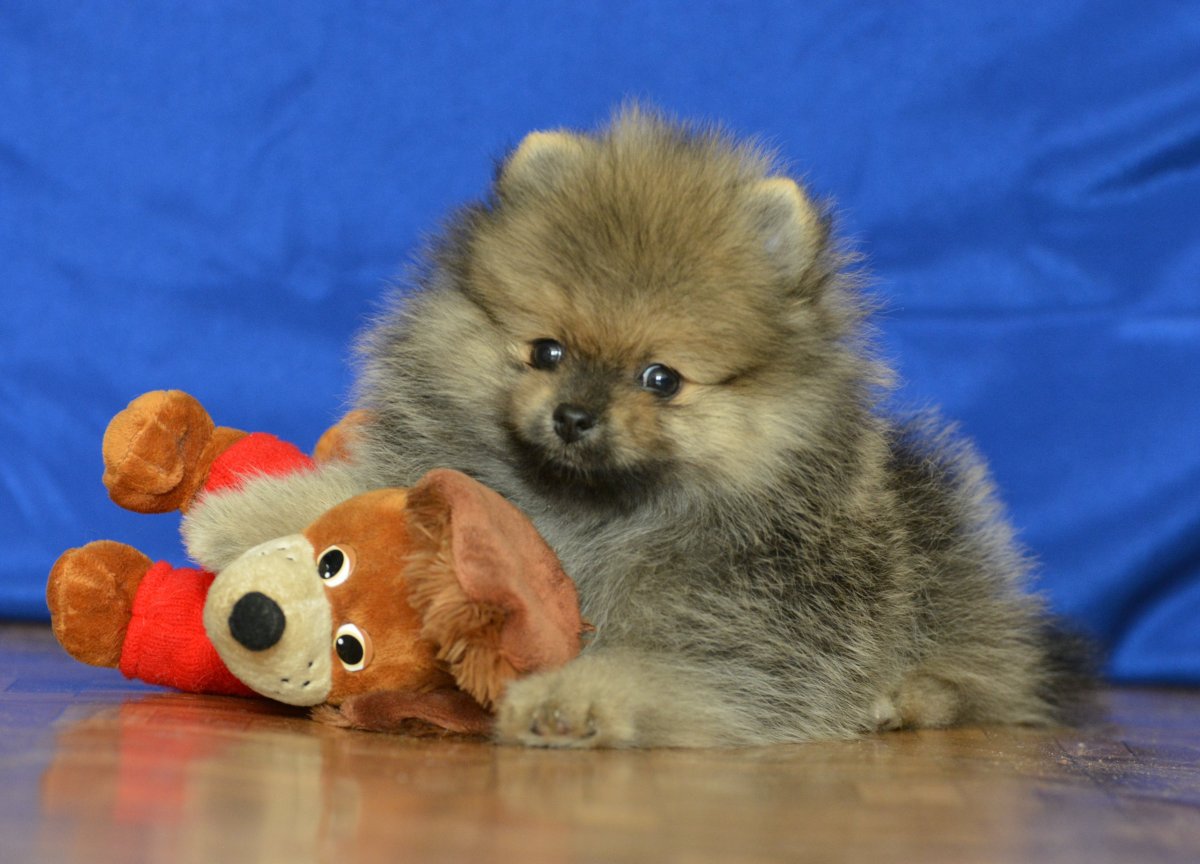 Померанский шпиц кремовый