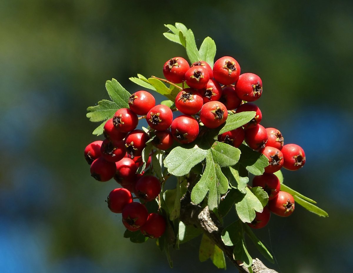 Боярышник однопестичный Crataegus