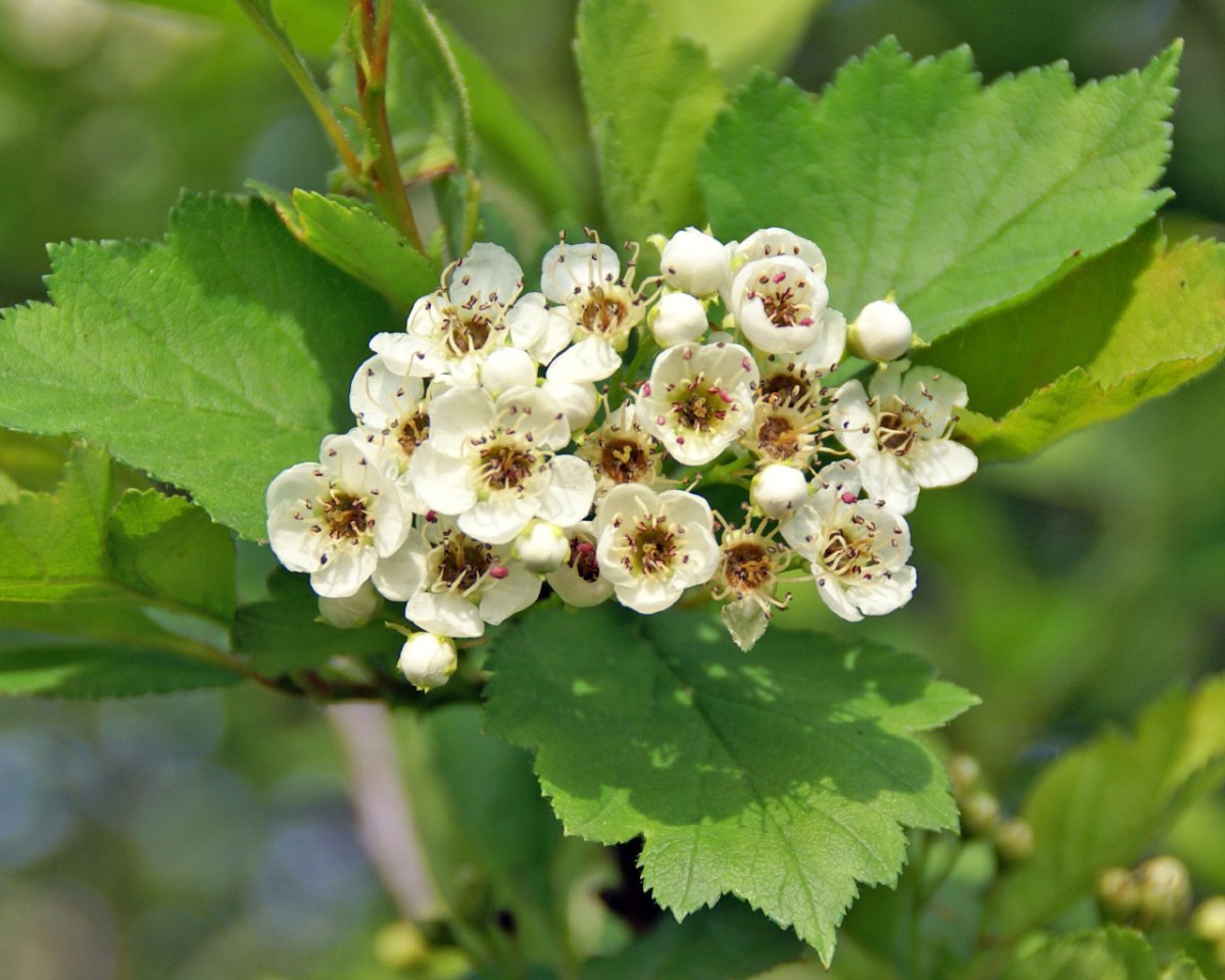 Боярышник однопестичный соцветие