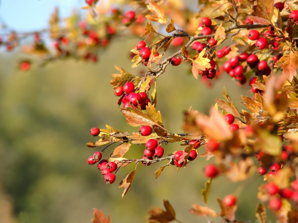 Боярышник сливолистный осень