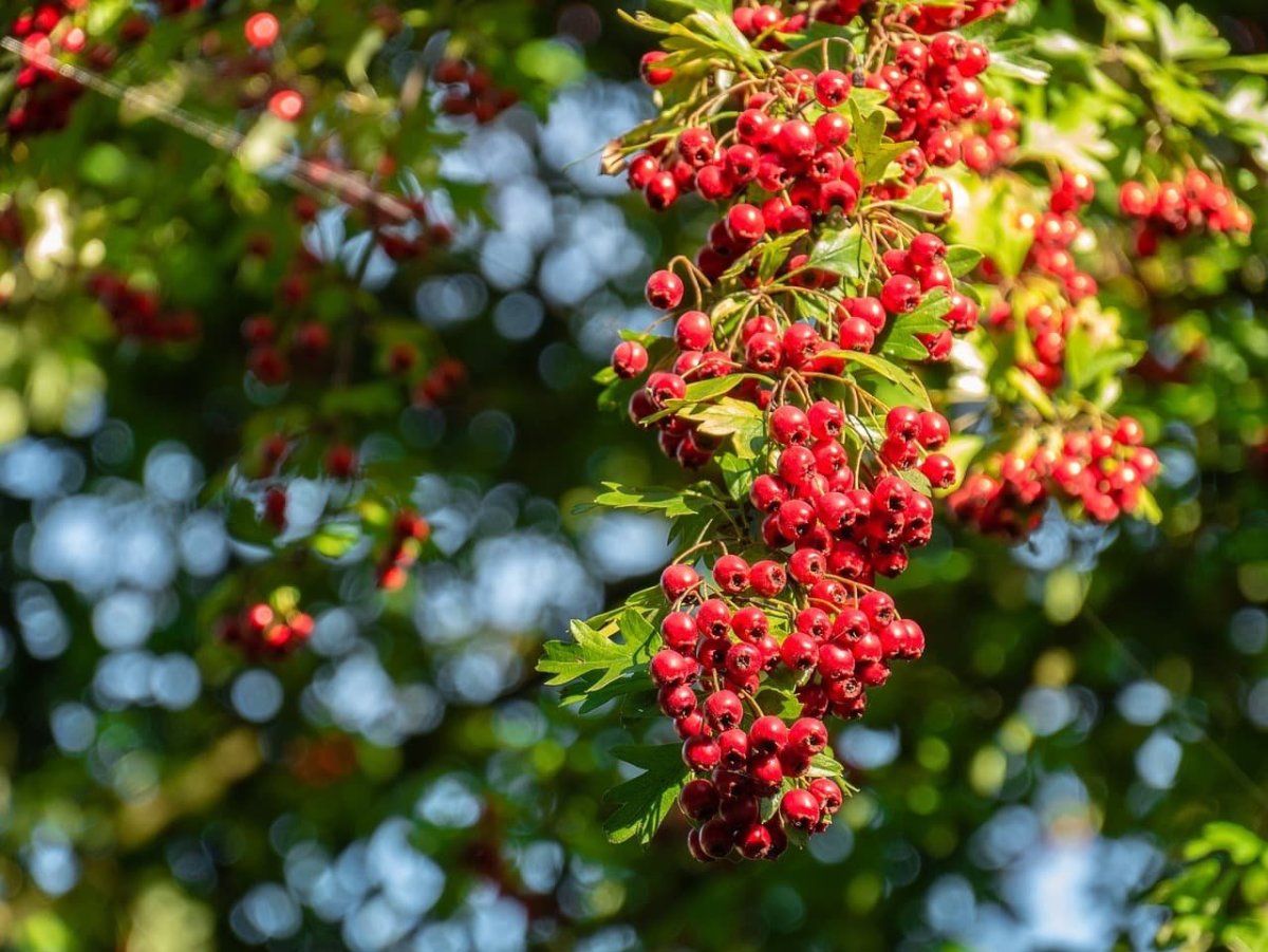 Боярышник однопестичный компакта