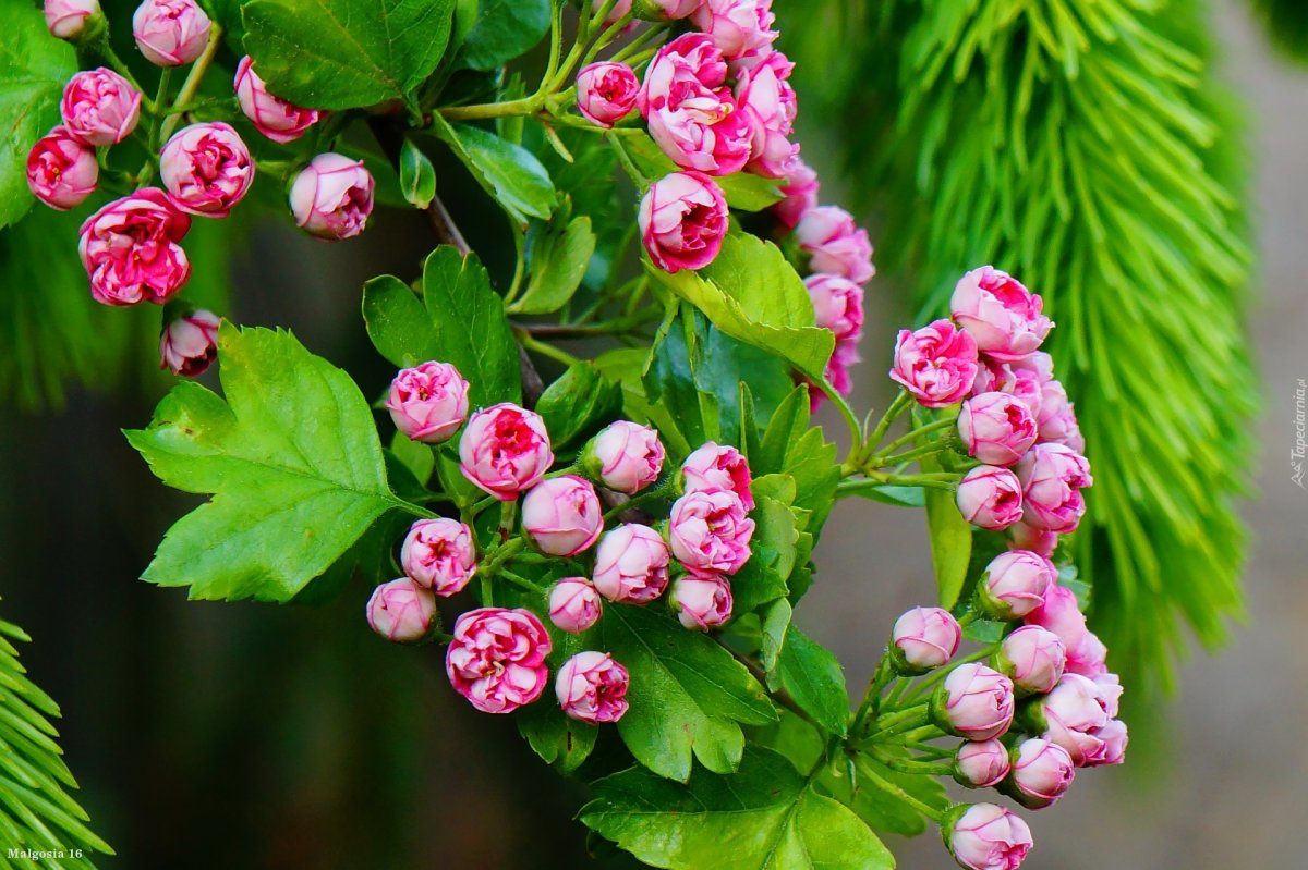 Боярышник красивоцветущий