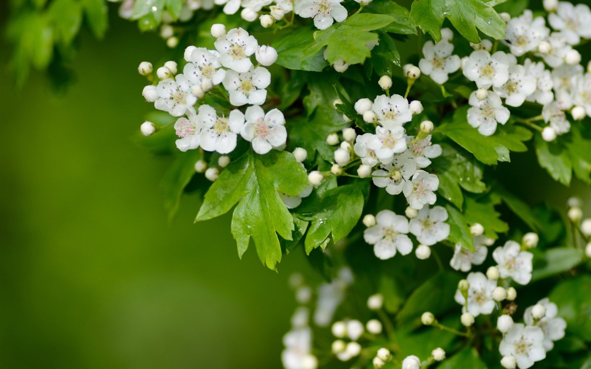 Боярышник Альба плена