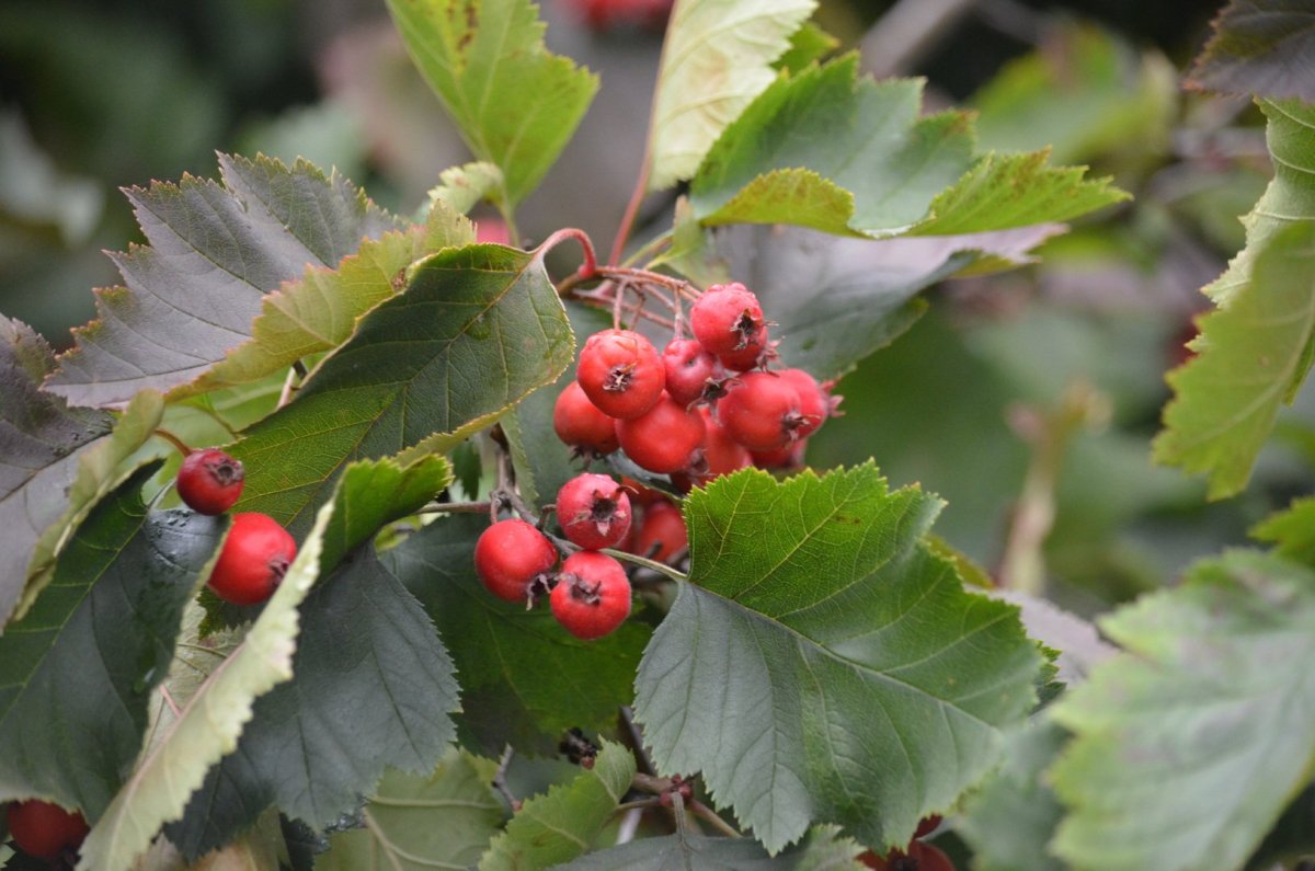 Боярышник сливолистный