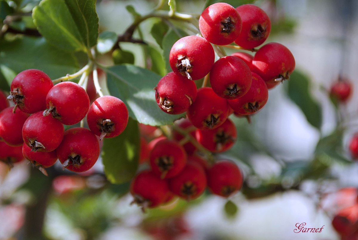 Боярышник Турнефора