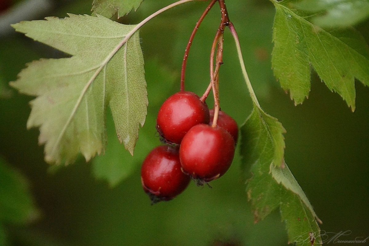 Боярышник шарлаховый (круглолистный)