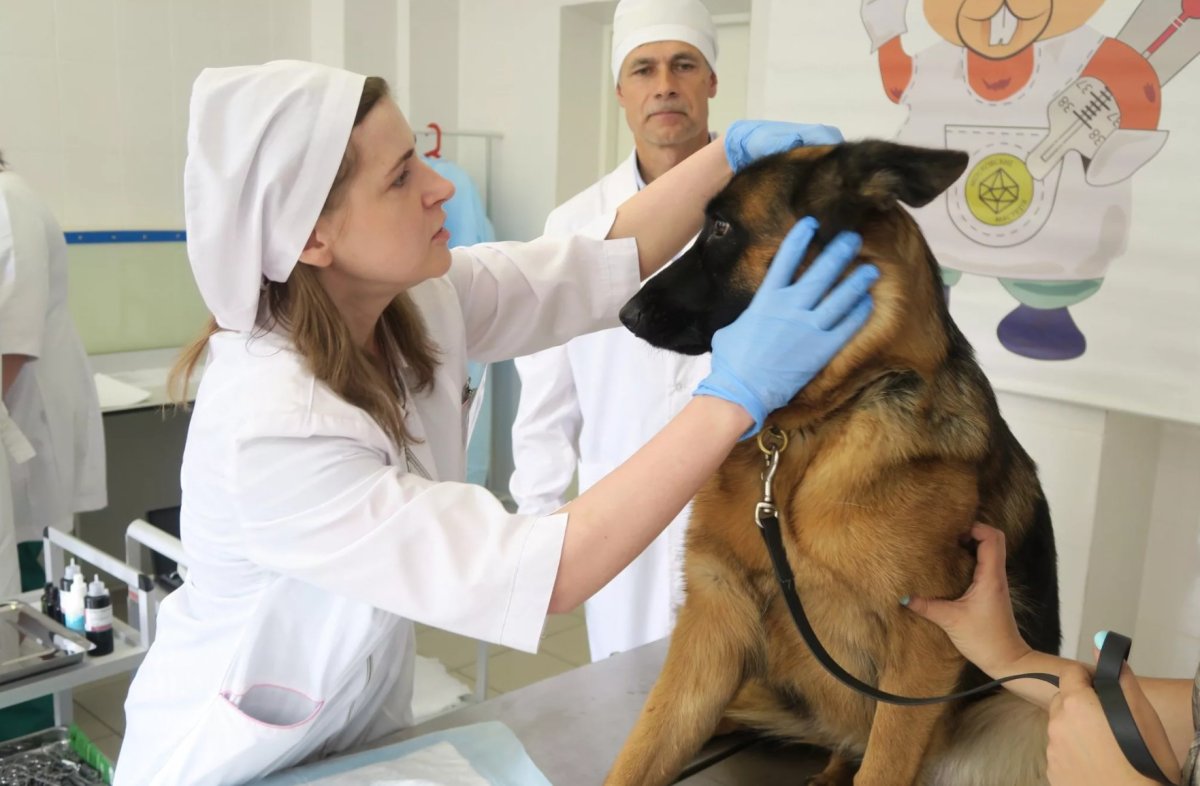 Плакат ветеринар