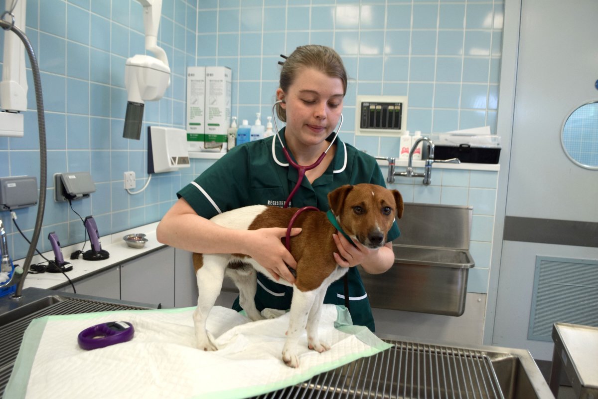 Задания на тему ветеринар