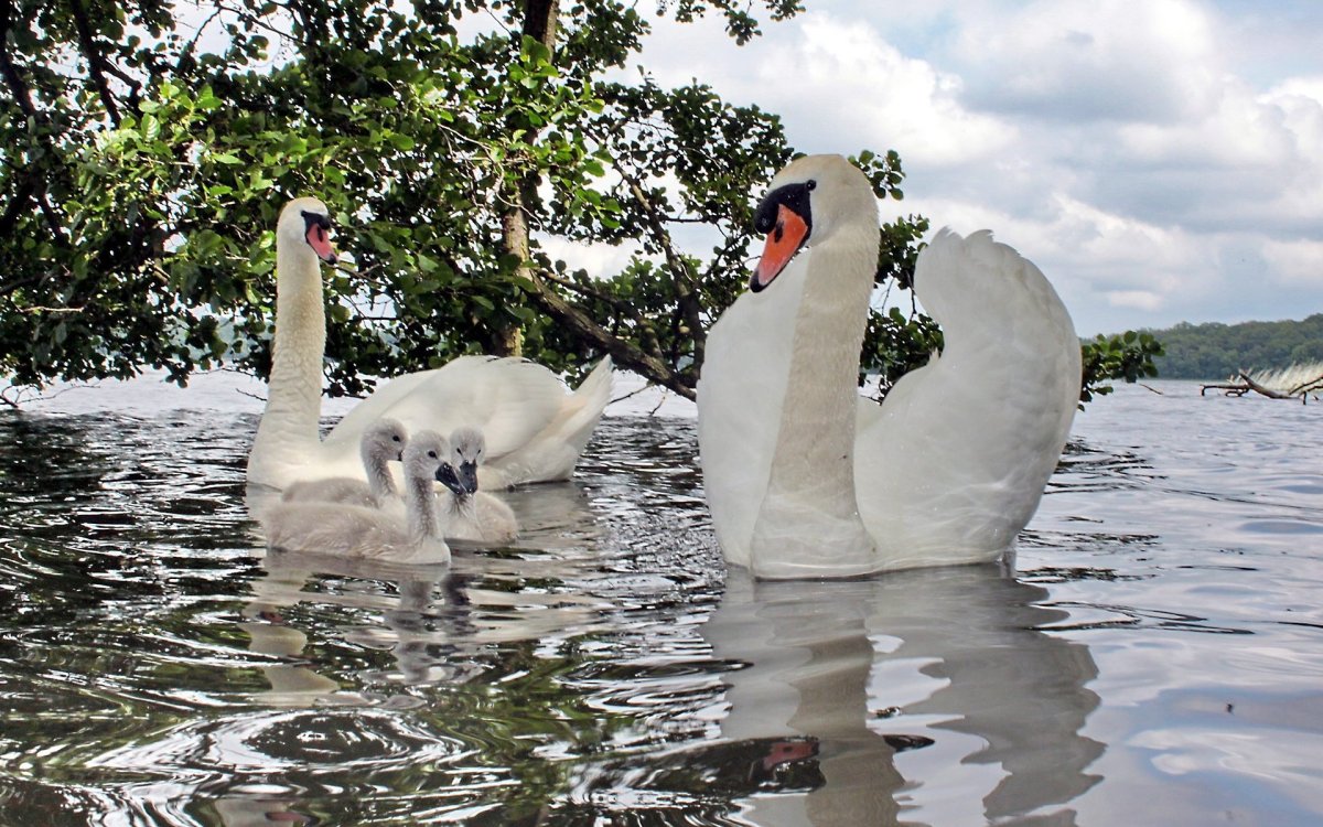 Самые красивые лебеди