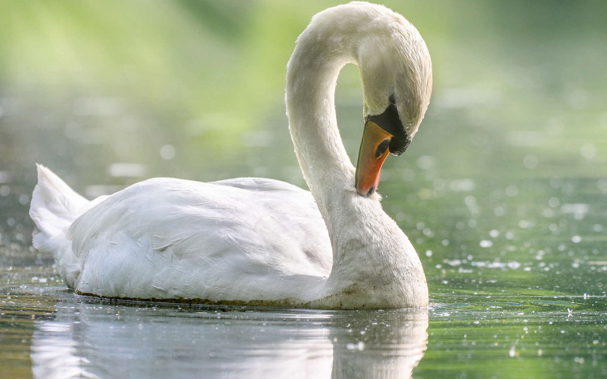 Белый лебедь шипун