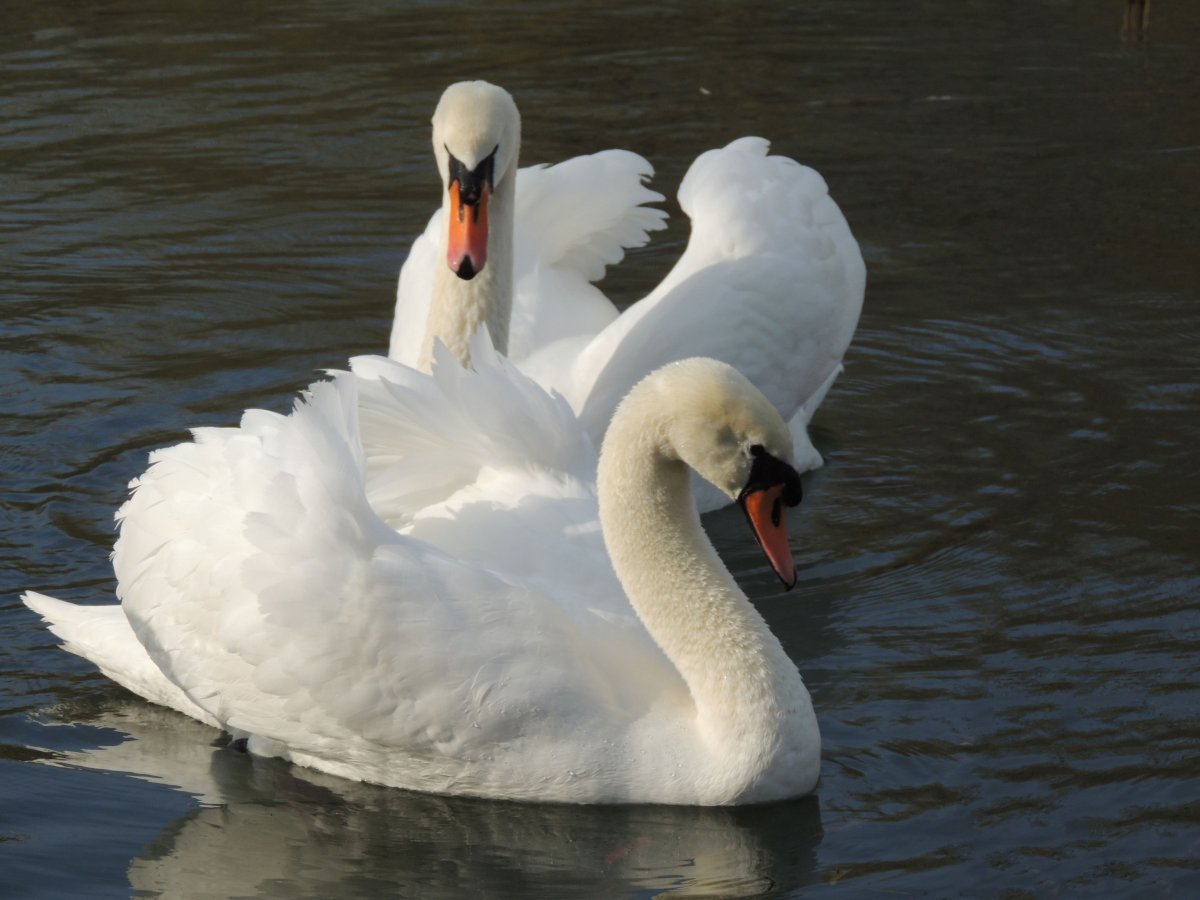 Прекрасные лебеди